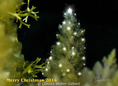 Merry christmas to all of you ! by Claudia Weber-Gebert 