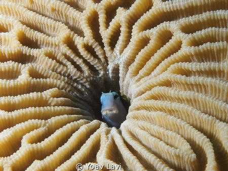 small gobbi in a coral by Yoav Lavi 
