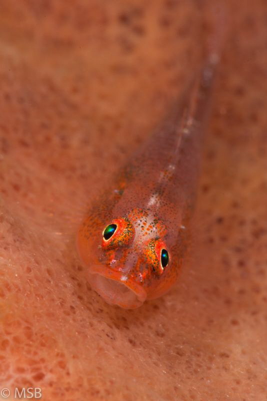 Big-eyed pygmy goby. by Mehmet Salih Bilal 