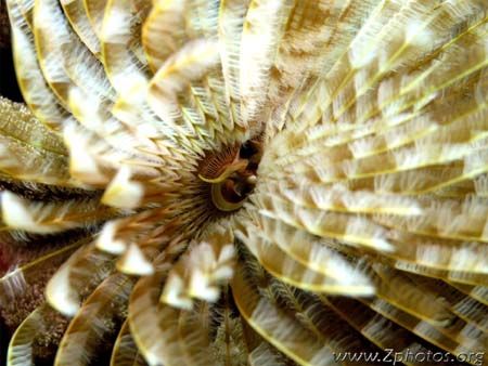 I was able to get a nice shot of the feather duster just ... by Zaid Fadul 