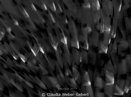abstraction.......
tube worm close up in b/w by Claudia Weber-Gebert 