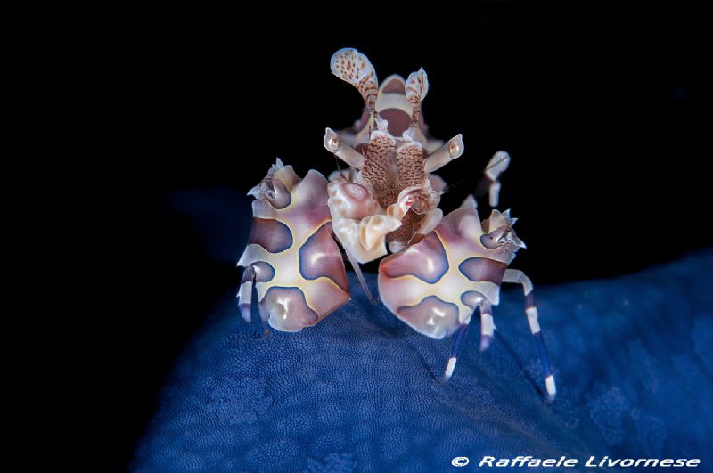 Harlequin shrimp by Raffaele Livornese 