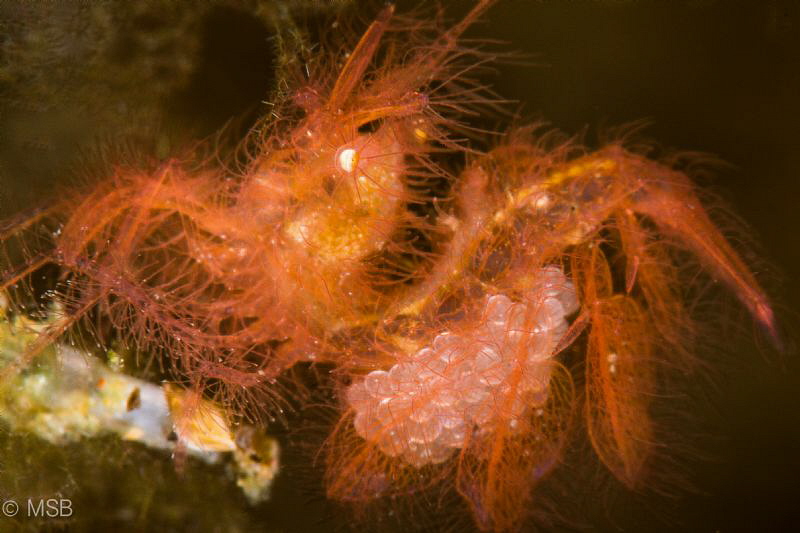 Hairy shrimp details. by Mehmet Salih Bilal 
