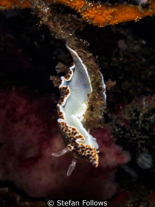 Twister. Nudibranch - Chromodoris mandapamensis. Samran, ... by Stefan Follows 