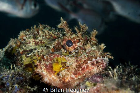 Scorpionfish rests on the edge of a reef ledge as it's pr... by Brian Heagney 