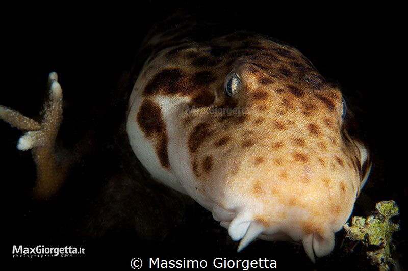 portrait of epaulette shark by Massimo Giorgetta 