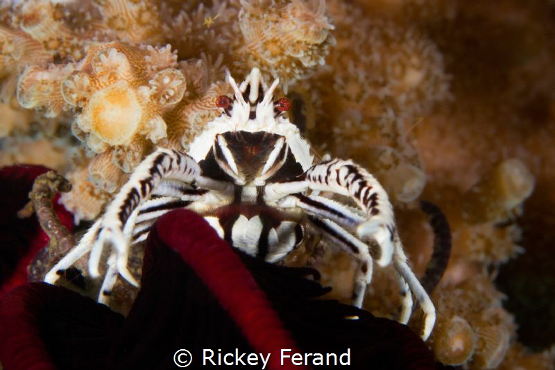 Squat Lobster, Dumaguete, Philippines by Rickey Ferand 