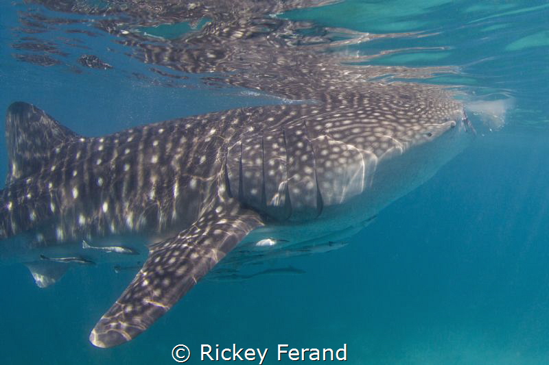 Snorkeling with Whale Sharks, Oslob, Philippines by Rickey Ferand 