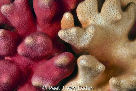 Shades of pink in a noble cold water coral by Peet J Van Eeden 