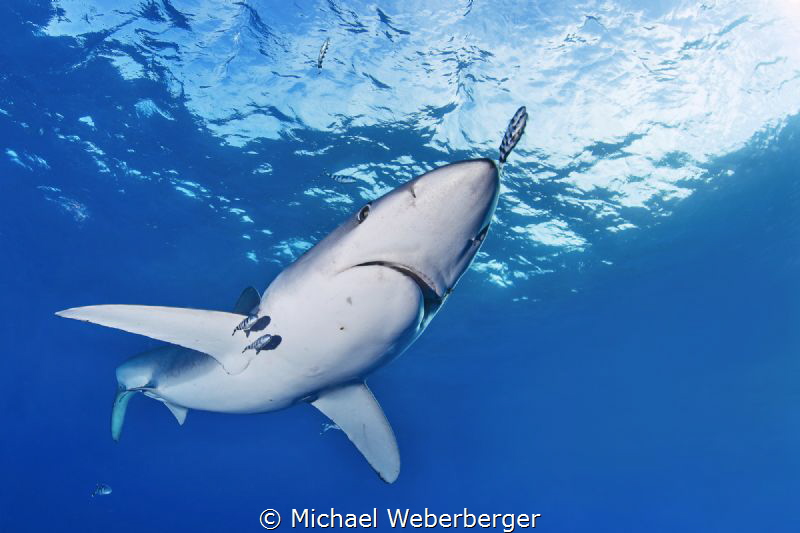 Blue Shark diving at Acores -http://diveazores.net by Michael Weberberger 