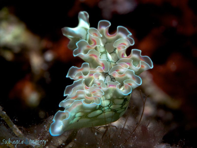 Juvenile Lettuce Leaf Sea Slug by Jan Morton 