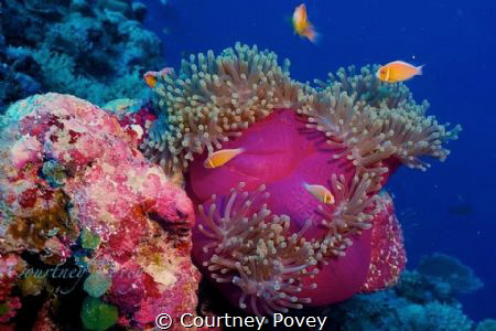 A wonderful shot of some anenome in Palau when i went on ... by Courtney Povey 