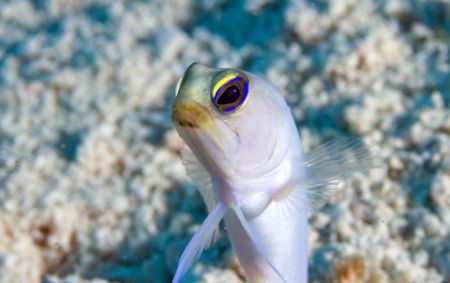 Jawfish portrait. T&C by Andy Lerner 