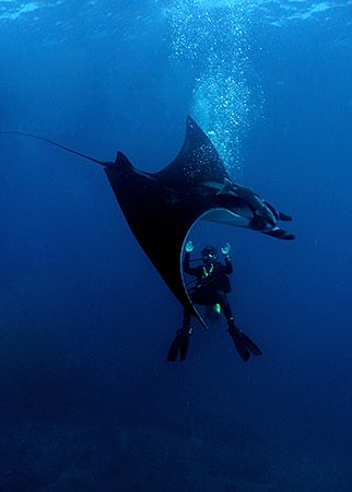 Whooosh! Manta encounter. The Sea of Cortez, Mexico.
Oly... by Rand Mcmeins 