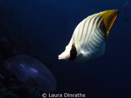Threadfin butterflyfish and moon jellyfish meal by Laura Dinraths 