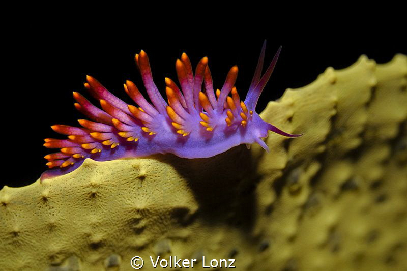 Nudibranch on a sponge
With this small firework from the... by Volker Lonz 