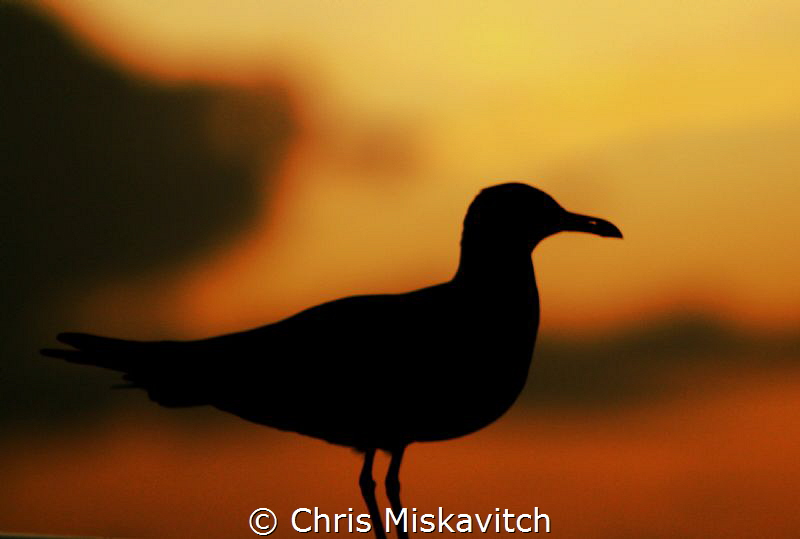 Sea bird at dusk on our live-aboard in the exumas by Chris Miskavitch 