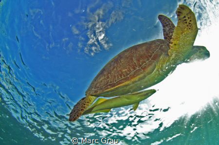 Turtle and remora in Mayotte Island, Chirongui Beach. by Marc Grau 