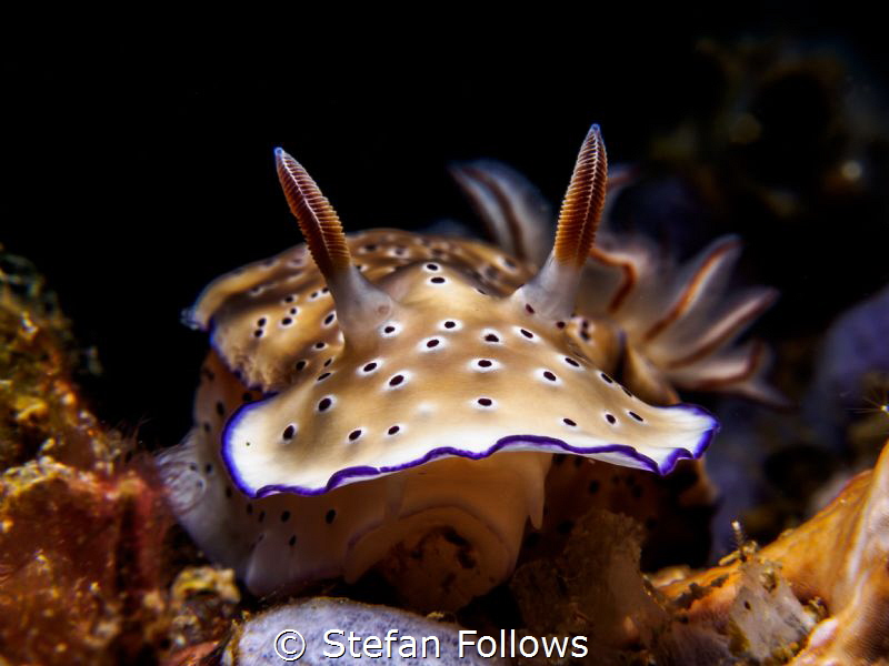 Inch by Inch. Nudibranch - Hypselodoris tryoni. Ang Thong... by Stefan Follows 