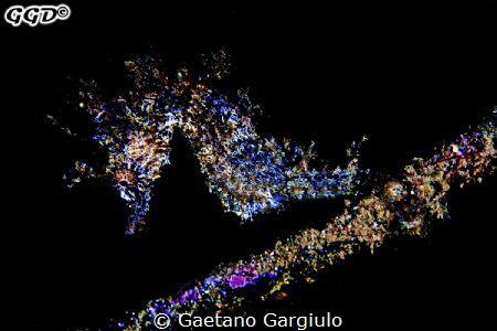 This little one had so many blue veins that I enhanced wi... by Gaetano Gargiulo 