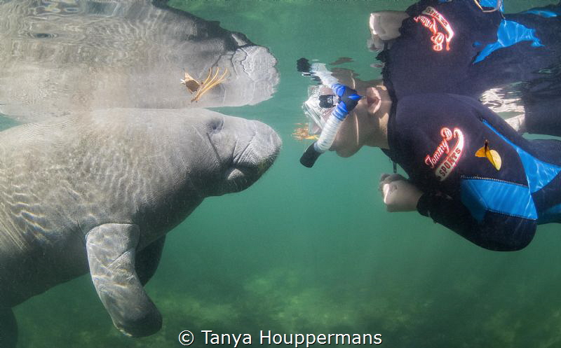 'So Nice To Meet You'
A very curious manatee approaches ... by Tanya Houppermans 