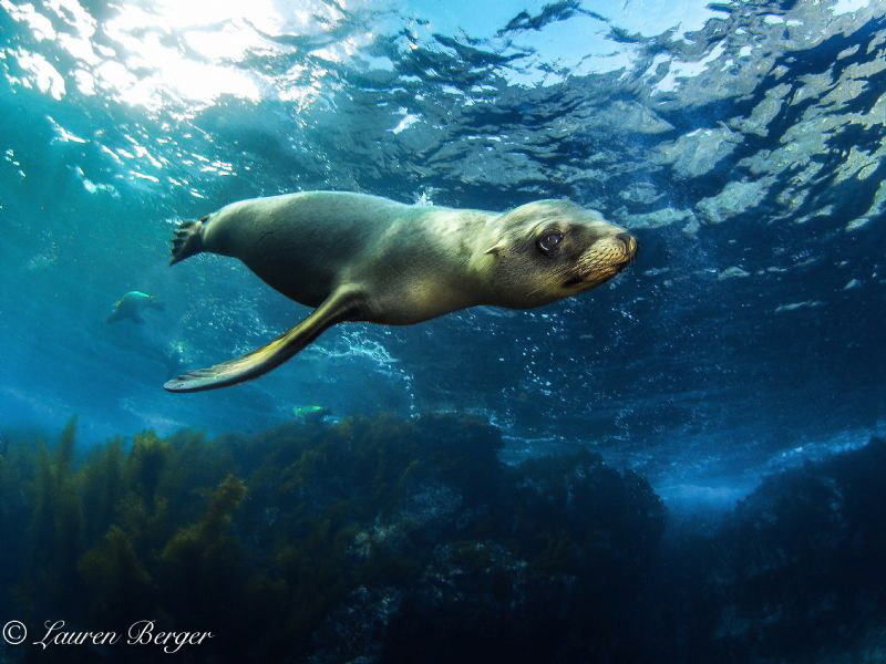 A very friendly and curious Sea Lion approaches me near t... by Lauren Berger 