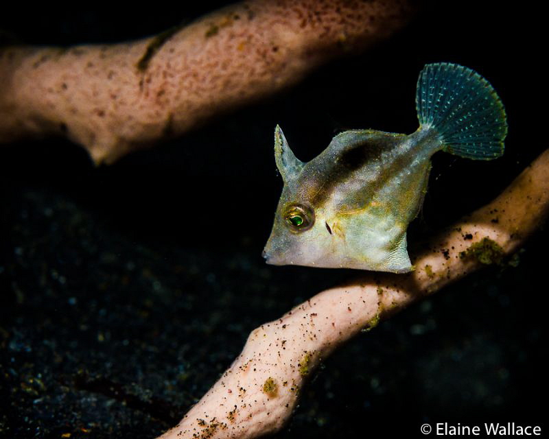 Juvenile filefish by Elaine Wallace 