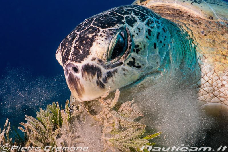 A big turtle was eating and didn't care about the photogr... by Pietro Cremone 