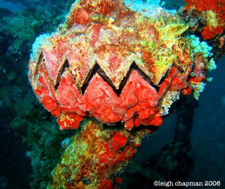 Sawtooth Clam (my name for it) and sponges. These are ple... by Leigh Chapman 