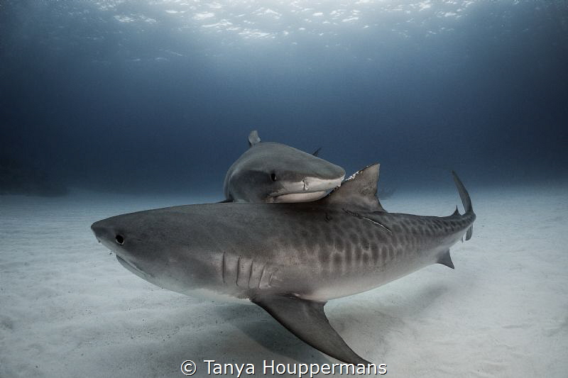 'Tandem Tigers'
Two tiger sharks make contact as they sw... by Tanya Houppermans 
