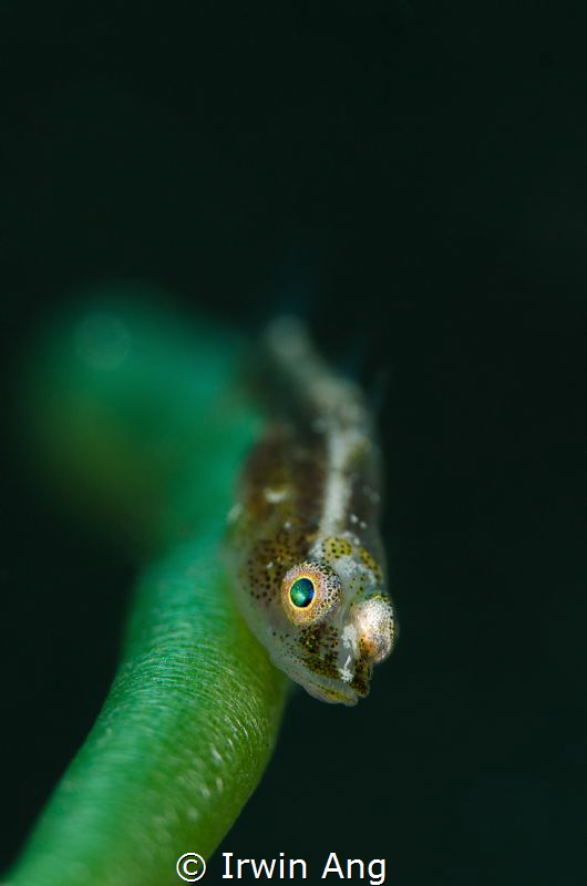 G R E E N
Goby
Anilao, Philippines. May 2014 by Irwin Ang 