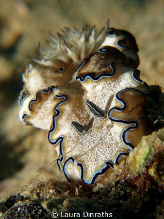 Margin glossodoris nudibranch, macro lens by Laura Dinraths 