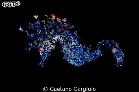 Fiery maned electric sea-horse... Poseidon is upset these... by Gaetano Gargiulo 
