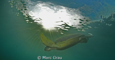 Green turtle under de sun by Marc Grau 