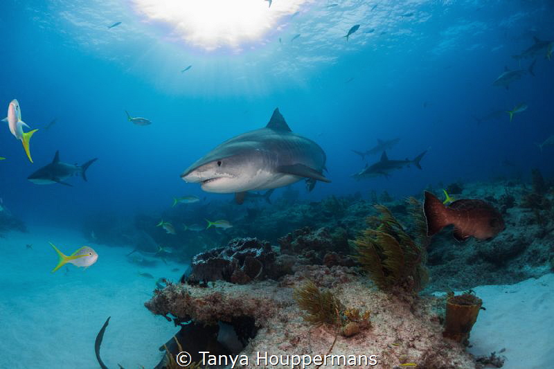 Queen of the Reef
A large female tiger shark glides over... by Tanya Houppermans 