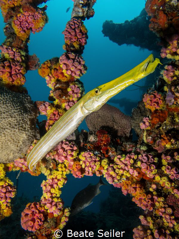 Trumpet fish at a wreck by Beate Seiler 