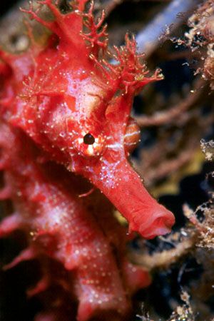 Red sea-horse. This is one of the most beautiful I've eve... by Arthur Telle Thiemann 