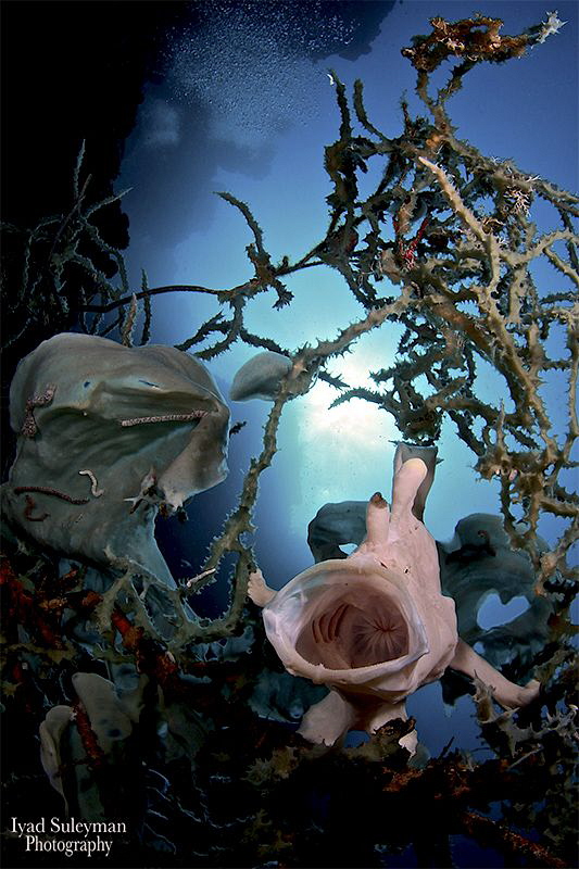 Yawning Frogfish by Iyad Suleyman 