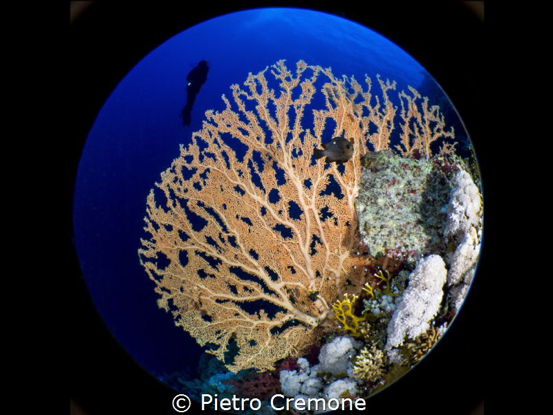 Gorgonian and diver by Pietro Cremone 