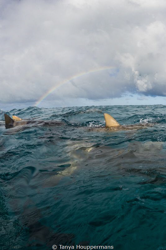 After the Rain
Lemon sharks congregate at the surface un... by Tanya Houppermans 