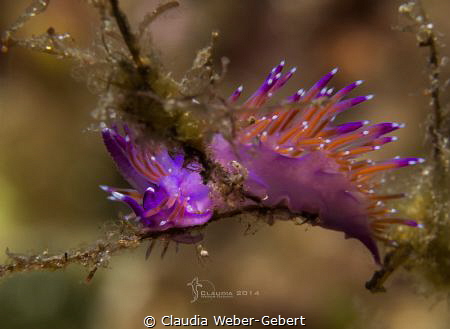 jelly belly
Flabellina by Claudia Weber-Gebert 