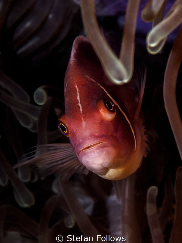 Psycho Killer. Pink Anemonefish - Amphiprion perideraion.... by Stefan Follows 