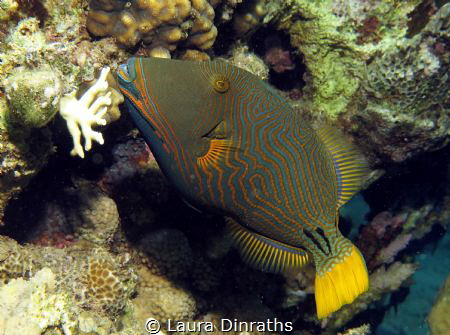 Shy orange-striped triggerfish by Laura Dinraths 