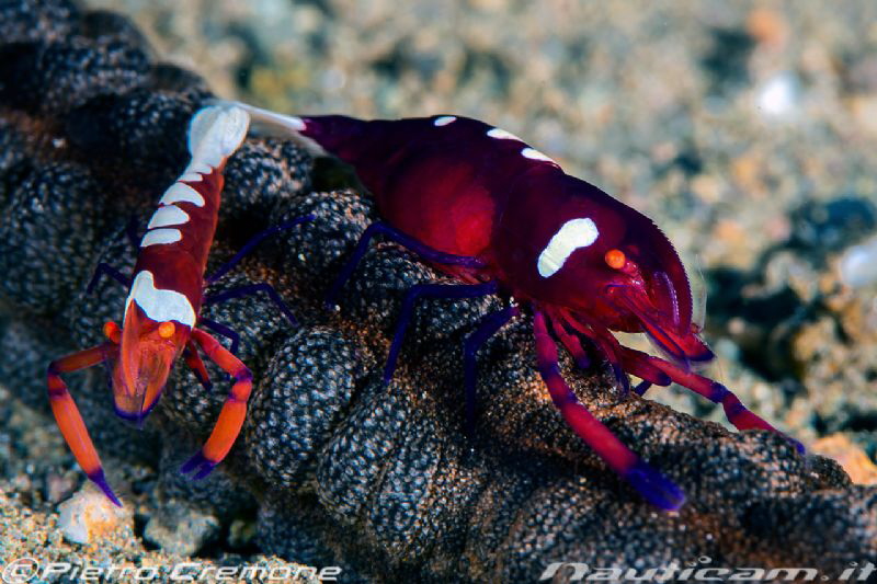 Red Empress by Pietro Cremone 