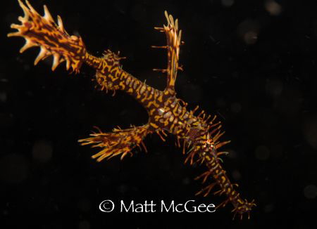 Ornate ghost pipefish in Lembeh Strait, North Sulawesi, I... by Matt Mcgee 