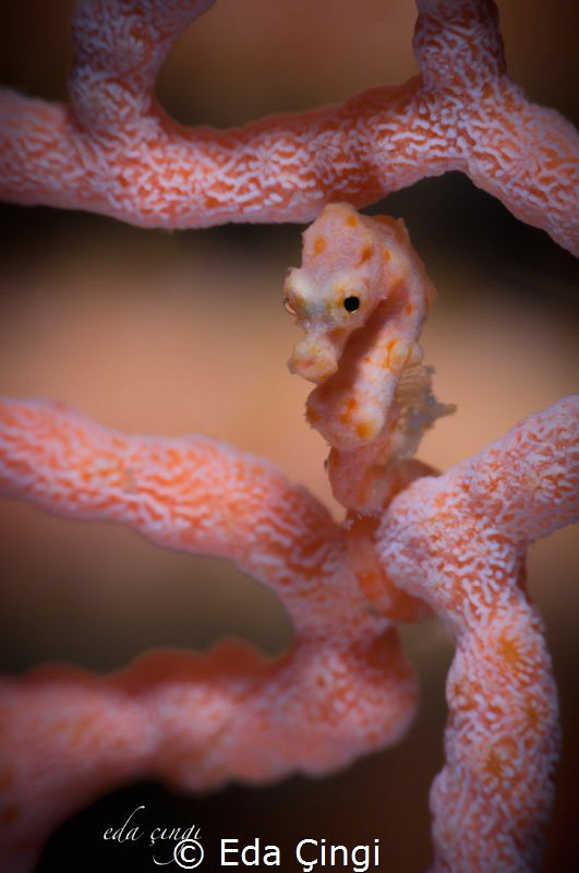 denise pygmy seahorse no crop 105 mm + 15 saga by Eda Çıngı 