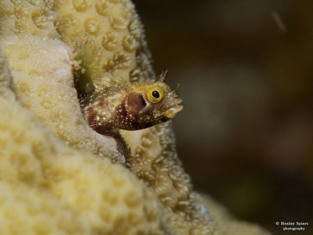 Spinyhead Blenny (Acanthemblemaria spinosa), St Lucia
Ol... by Henley Spiers 