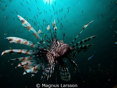 Lionfish stalking it's prey in the sunshine. Thos Lionfis... by Magnus Larsson 
