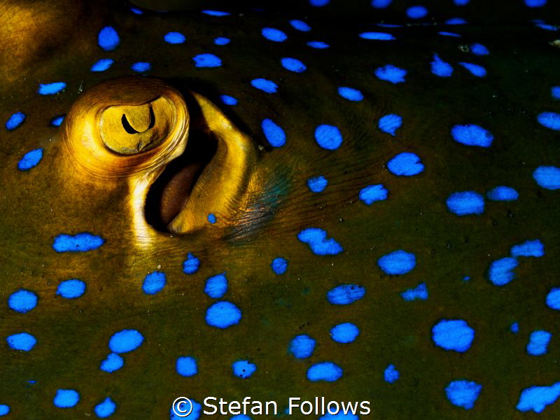 Spot! Blue Spotted Ribbontail Ray - Taeniura lymma. Ang T... by Stefan Follows 