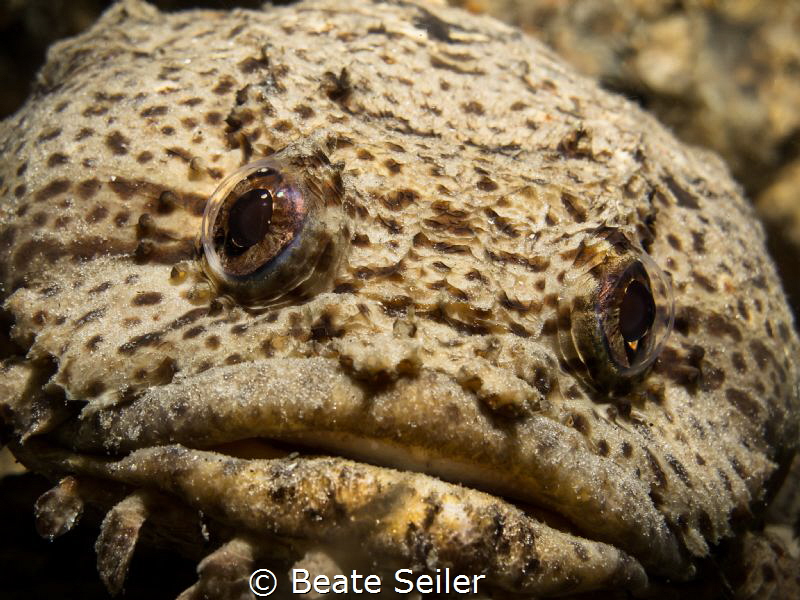 Toadfish by Beate Seiler 